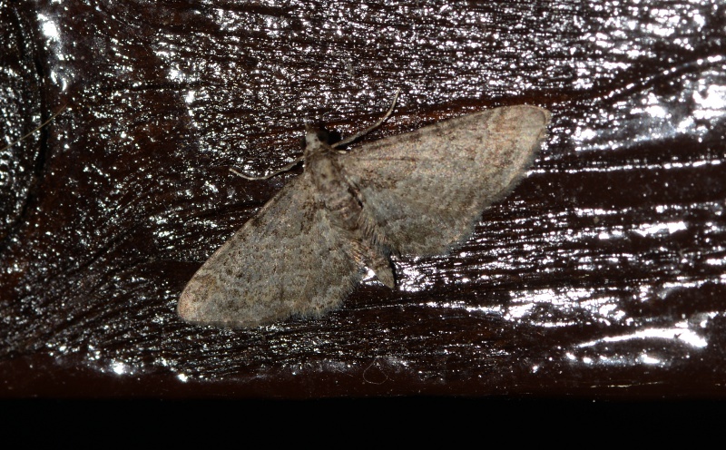 Determinazione - Gymnoscelis rufifasciata, Geometridae